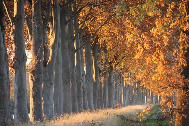 Elf forests