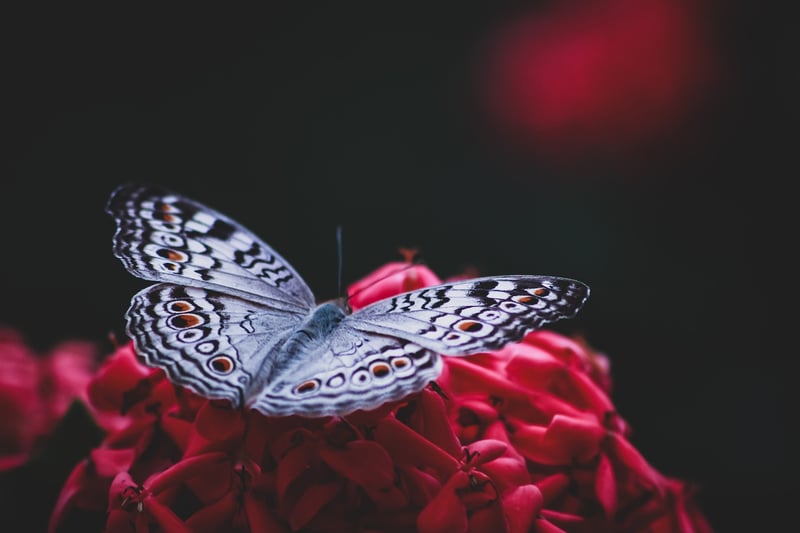 Ethereal Garden Secrets