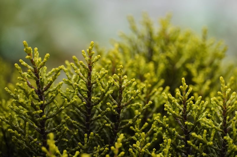 Otherworldly shrubs