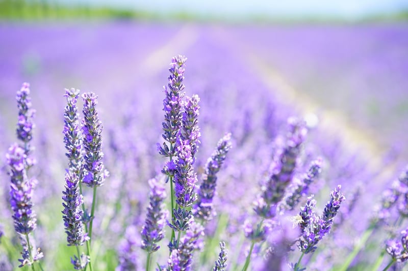 Lavender Elixir