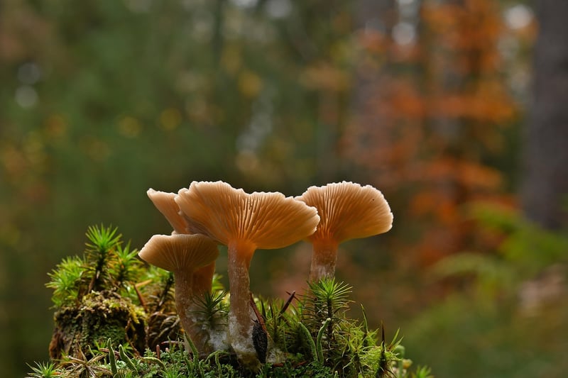 Mystical Forest