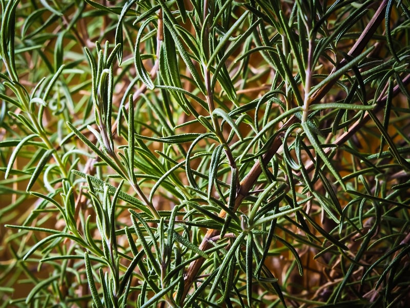 Rosemary Tincture