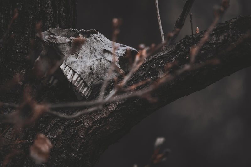Witchcraft Botany
